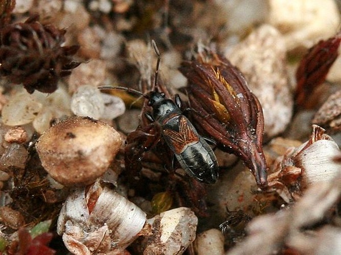 Macrodema microptera &copy; <a href="//commons.wikimedia.org/w/index.php?title=User:Kleine_Halle&amp;action=edit&amp;redlink=1" class="new" title="User:Kleine Halle (page does not exist)">Kleine Halle</a>