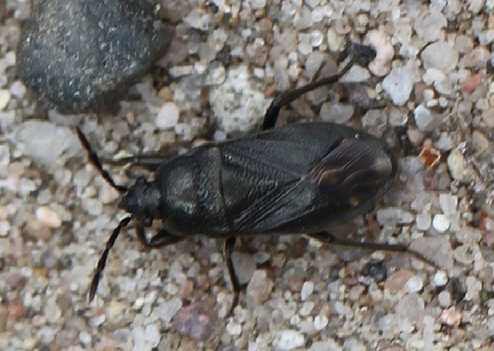 Megalonotus dilatatus &copy; <a href="//commons.wikimedia.org/w/index.php?title=User:Slimguy&amp;action=edit&amp;redlink=1" class="new" title="User:Slimguy (page does not exist)">Slimguy</a>