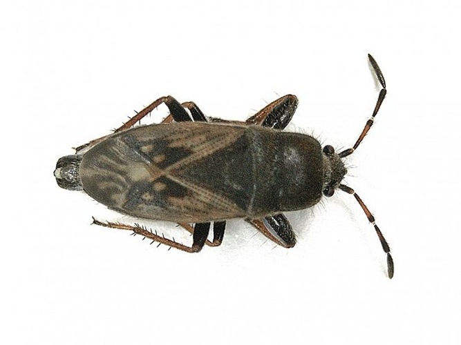 Megalonotus sabulicola &copy; <table style="width:100%; border:1px solid #aaa; background:#efd; text-align:center"><tbody><tr>
<td>
<a href="//commons.wikimedia.org/wiki/File:Aspitates_ochrearia.jpg" class="image"><img alt="Aspitates ochrearia.jpg" src="https://upload.wikimedia.org/wikipedia/commons/thumb/b/bc/Aspitates_ochrearia.jpg/55px-Aspitates_ochrearia.jpg" decoding="async" width="55" height="41" srcset="https://upload.wikimedia.org/wikipedia/commons/thumb/b/bc/Aspitates_ochrearia.jpg/83px-Aspitates_ochrearia.jpg 1.5x, https://upload.wikimedia.org/wikipedia/commons/thumb/b/bc/Aspitates_ochrearia.jpg/110px-Aspitates_ochrearia.jpg 2x" data-file-width="800" data-file-height="600"></a>
</td>
<td>This image is created by user <a rel="nofollow" class="external text" href="http://waarneming.nl/user/photos/86595">B. Schoenmakers</a> at <a rel="nofollow" class="external text" href="http://waarneming.nl/">waarneming.nl</a>, a source of nature observations in the Netherlands.
</td>
</tr></tbody></table>