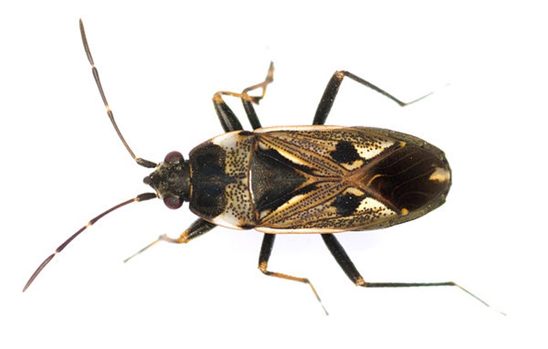 Rhyparochromus vulgaris &copy; <a href="//commons.wikimedia.org/wiki/User:Amada44" title="User:Amada44">Amada44</a>