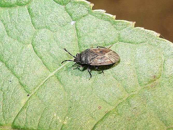 Peritrechus geniculatus &copy; <a href="//commons.wikimedia.org/wiki/User:Sanja565658" title="User:Sanja565658">Sanja565658</a>