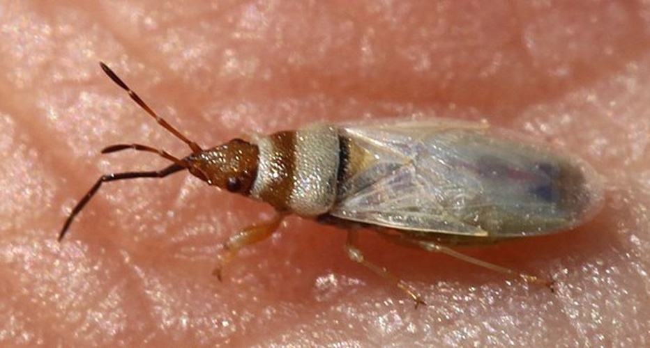 Oxycarenus pallens &copy; <a href="//commons.wikimedia.org/w/index.php?title=User:Slimguy&amp;action=edit&amp;redlink=1" class="new" title="User:Slimguy (page does not exist)">Slimguy</a>