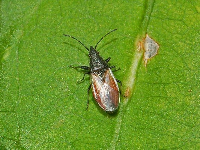 Oxycarenus lavaterae © <a href="//commons.wikimedia.org/wiki/User:Hectonichus" title="User:Hectonichus">Hectonichus</a>
