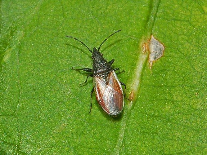 Oxycarenus lavaterae &copy; <a href="//commons.wikimedia.org/wiki/User:Hectonichus" title="User:Hectonichus">Hectonichus</a>