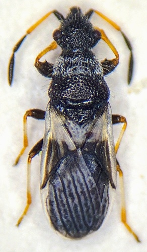 Microplax albofasciata © <a href="//commons.wikimedia.org/w/index.php?title=User:Verylargepotato&amp;action=edit&amp;redlink=1" class="new" title="User:Verylargepotato (page does not exist)">Verylargepotato</a>
