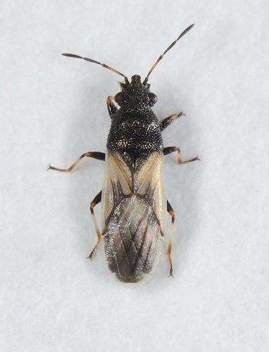 Metopoplax ditomoides &copy; <table style="width:100%; border:1px solid #aaa; background:#efd; text-align:center"><tbody><tr>
<td>
<a href="//commons.wikimedia.org/wiki/File:Aspitates_ochrearia.jpg" class="image"><img alt="Aspitates ochrearia.jpg" src="https://upload.wikimedia.org/wikipedia/commons/thumb/b/bc/Aspitates_ochrearia.jpg/55px-Aspitates_ochrearia.jpg" decoding="async" width="55" height="41" srcset="https://upload.wikimedia.org/wikipedia/commons/thumb/b/bc/Aspitates_ochrearia.jpg/83px-Aspitates_ochrearia.jpg 1.5x, https://upload.wikimedia.org/wikipedia/commons/thumb/b/bc/Aspitates_ochrearia.jpg/110px-Aspitates_ochrearia.jpg 2x" data-file-width="800" data-file-height="600"></a>
</td>
<td>This image is created by user <a rel="nofollow" class="external text" href="http://waarneming.nl/user/photos/2681">André den Ouden</a> at <a rel="nofollow" class="external text" href="http://waarneming.nl/">waarneming.nl</a>, a source of nature observations in the Netherlands.
</td>
</tr></tbody></table>