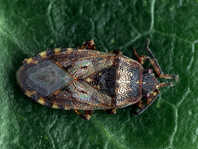 Platyplax salviae &copy; <a rel="nofollow" class="external text" href="https://www.biolib.cz/en/person/id2823/">František ŠARŽÍK</a>