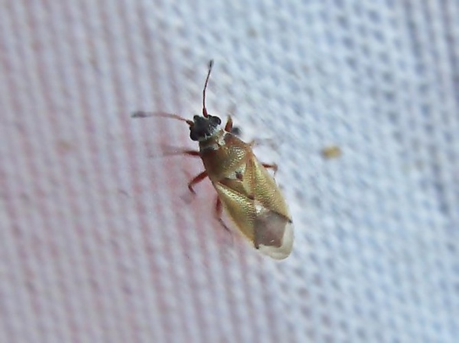 Cymus melanocephalus &copy; <a href="//commons.wikimedia.org/wiki/User:Bj.schoenmakers" title="User:Bj.schoenmakers">Bj.schoenmakers</a>