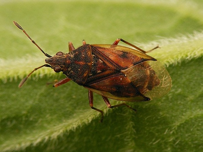 Kleidocerys privignus © <a href="//commons.wikimedia.org/wiki/User:Pudding4brains" class="mw-redirect" title="User:Pudding4brains">Pudding4brains</a>