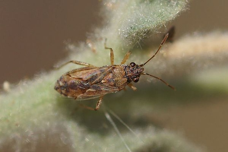 Nysius graminicola &copy; <a href="//commons.wikimedia.org/wiki/User:Thijsdegraaf" title="User:Thijsdegraaf">Thijsdegraaf</a>