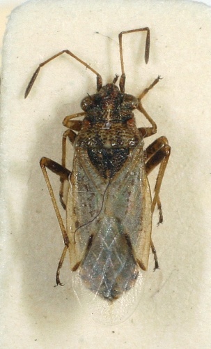 Nysius thymi &copy; M. Virtala