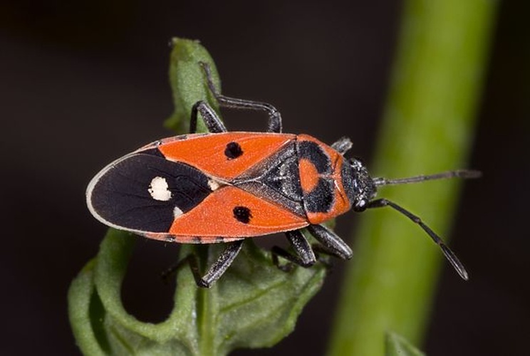 Melanocoryphus albomaculatus &copy; <div class="fn value">
<a href="//commons.wikimedia.org/wiki/User:Archaeodontosaurus" title="User:Archaeodontosaurus">Didier Descouens</a>
</div>