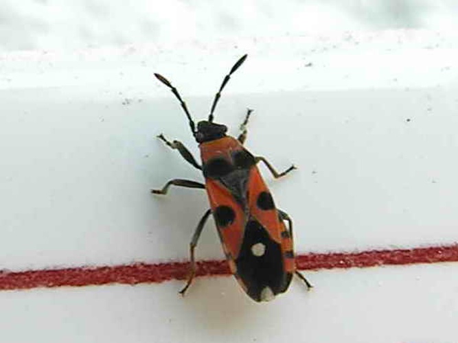 Horvathiolus superbus &copy; Luis Miguel Bugallo Sánchez (<a href="//commons.wikimedia.org/wiki/User:Lmbuga" title="User:Lmbuga">Lmbuga Commons</a>)(<a href="https://en.wikipedia.org/wiki/gl:User:Lmbuga" class="extiw" title="w:gl:User:Lmbuga">Lmbuga Galipedia</a>)
<dl><dd>Publicada por/<i>Publish by</i>:  Luis Miguel Bugallo Sánchez</dd></dl>