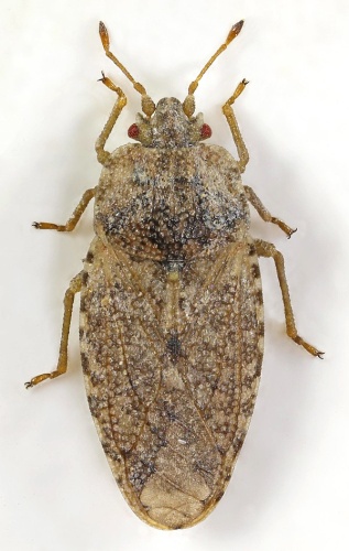 Parapiesma quadratum &copy; <a rel="nofollow" class="external text" href="https://www.flickr.com/people/149164524@N06">janet graham</a>