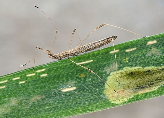 Neides tipularius &copy; <table style="width:100%; border:1px solid #aaa; background:#efd; text-align:center"><tbody><tr>
<td>
<a href="//commons.wikimedia.org/wiki/File:Aspitates_ochrearia.jpg" class="image"><img alt="Aspitates ochrearia.jpg" src="https://upload.wikimedia.org/wikipedia/commons/thumb/b/bc/Aspitates_ochrearia.jpg/55px-Aspitates_ochrearia.jpg" decoding="async" width="55" height="41" srcset="https://upload.wikimedia.org/wikipedia/commons/thumb/b/bc/Aspitates_ochrearia.jpg/83px-Aspitates_ochrearia.jpg 1.5x, https://upload.wikimedia.org/wikipedia/commons/thumb/b/bc/Aspitates_ochrearia.jpg/110px-Aspitates_ochrearia.jpg 2x" data-file-width="800" data-file-height="600"></a>
</td>
<td>This image is created by user <a rel="nofollow" class="external text" href="http://waarneming.nl/user/photos/2681">André den Ouden</a> at <a rel="nofollow" class="external text" href="http://waarneming.nl/">waarneming.nl</a>, a source of nature observations in the Netherlands.
</td>
</tr></tbody></table>