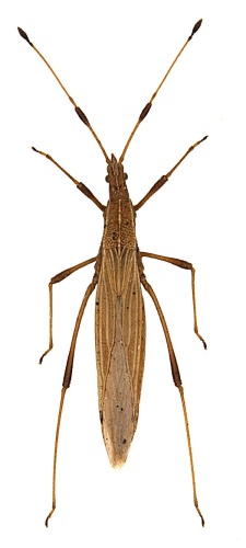 Berytinus minor &copy; Michael J. Raupach ,
<pre>   Lars Hendrich ,
   Stefan M. Küchler,
   Fabian Deister,
   Jérome Morinière,
</pre>
    Martin M. Gossner