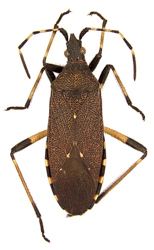 Dicranocephalus agilis &copy; Michael J. Raupach, Lars Hendrich, Stefan M. Kuchler, Fabian Deister, Jérome Moriniére, Martin M. Gossner