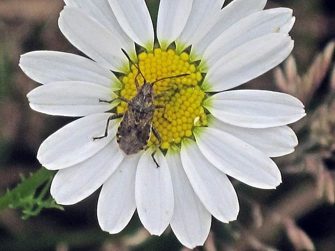 Stictopleurus punctatonervosus &copy; <a href="//commons.wikimedia.org/wiki/User:Bj.schoenmakers" title="User:Bj.schoenmakers">Bj.schoenmakers</a>