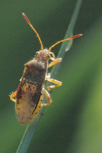 Rhopalus maculatus &copy; James K. Lindsey