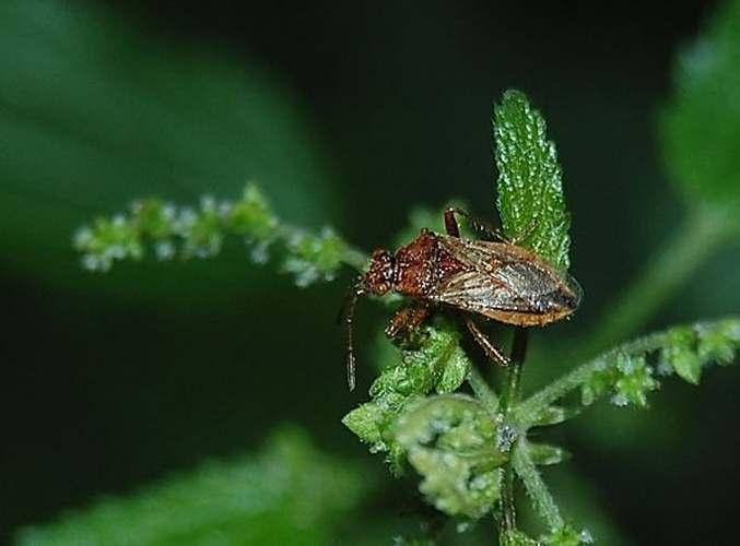 Rhopalus parumpunctatus &copy; Rainer Altenkamp, Berlin