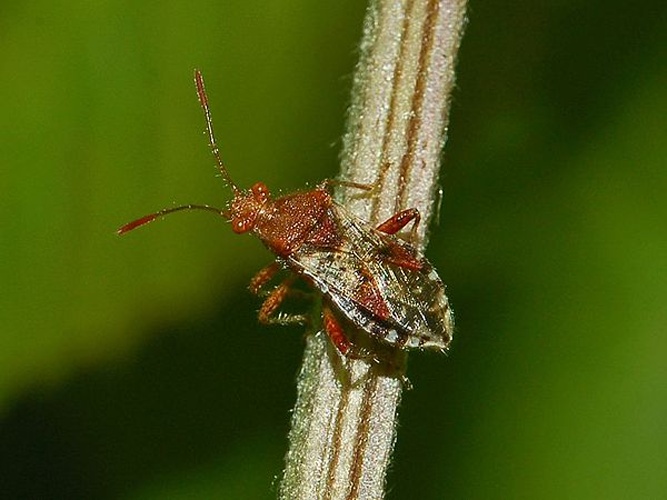 Rhopalus subrufus &copy; <a href="//commons.wikimedia.org/wiki/User:Hectonichus" title="User:Hectonichus">Hectonichus</a>