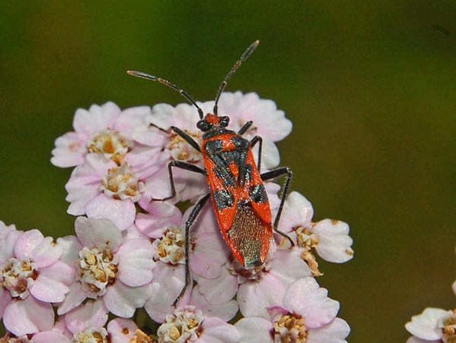Corizus hyoscyami &copy; <a href="//commons.wikimedia.org/wiki/User:Hectonichus" title="User:Hectonichus">Hectonichus</a>