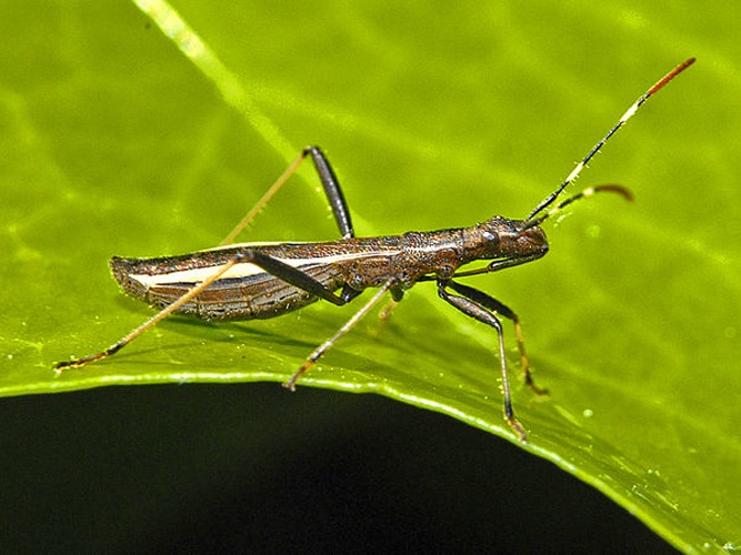 Micrelytra fossularum &copy; <a href="//commons.wikimedia.org/wiki/User:Hectonichus" title="User:Hectonichus">Hectonichus</a>