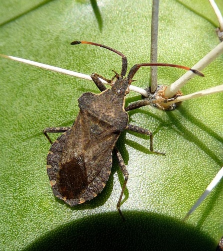 Enoplops scapha © <a rel="nofollow" class="external text" href="https://www.flickr.com/people/43272765@N04">gailhampshire</a> from Cradley, Malvern, U.K