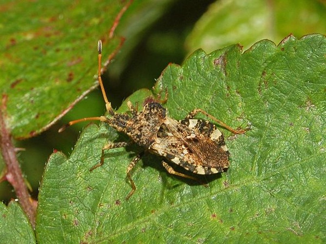 Centrocoris variegatus © <a href="//commons.wikimedia.org/wiki/User:Hectonichus" title="User:Hectonichus">Hectonichus</a>