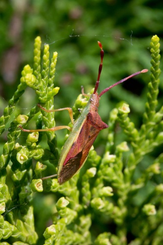 Gonocerus insidiator &copy; <a href="//commons.wikimedia.org/wiki/User:Kadellar" title="User:Kadellar">Carlos Delgado</a>