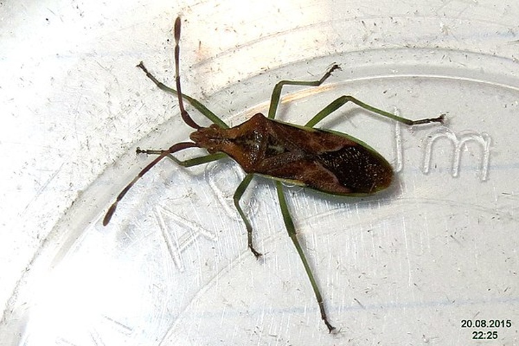 Gonocerus juniperi © <a rel="nofollow" class="external text" href="https://www.flickr.com/people/14583963@N00">David Short</a> from Windsor, UK