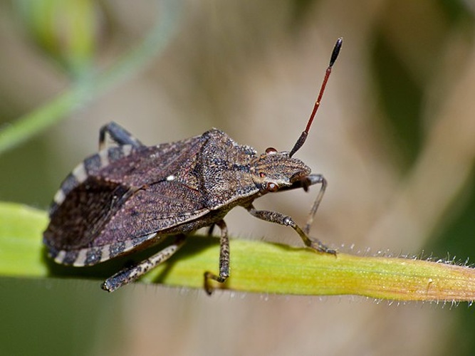 Ceraleptus gracilicornis © <a rel="nofollow" class="external text" href="https://www.flickr.com/people/65695019@N07">Bernard DUPONT</a> from FRANCE