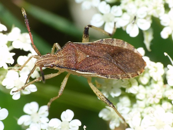 Ceraleptus lividus © <a href="//commons.wikimedia.org/wiki/User:Pudding4brains" class="mw-redirect" title="User:Pudding4brains">Pudding4brains</a>