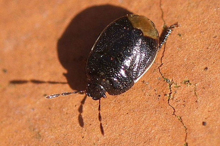 Legnotus limbosus &copy; <a href="//commons.wikimedia.org/wiki/User:Thijsdegraaf" title="User:Thijsdegraaf">Thijsdegraaf</a>