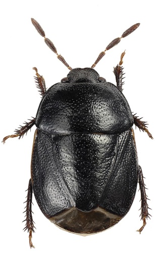 Legnotus picipes &copy; Göran Liljeberg