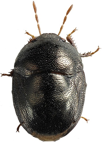 Thyreocoris scarabaeoides © Göran Liljeberg