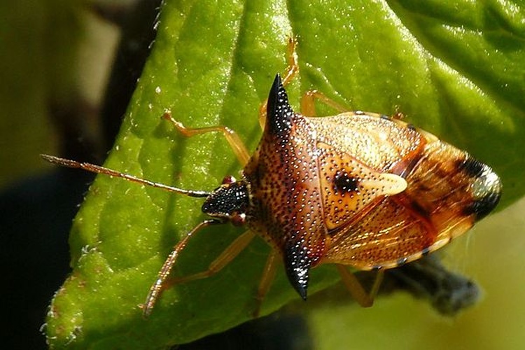 Elasmucha ferrugata © <a href="//commons.wikimedia.org/w/index.php?title=User:WWalas&amp;action=edit&amp;redlink=1" class="new" title="User:WWalas (page does not exist)">WWalas</a>