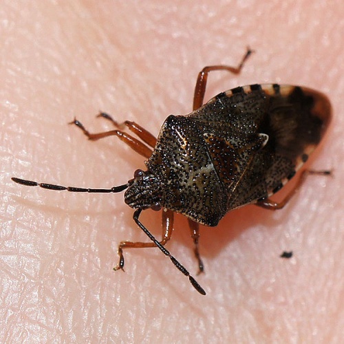 Elasmucha fieberi &copy; <a href="//commons.wikimedia.org/w/index.php?title=User:Manders&amp;action=edit&amp;redlink=1" class="new" title="User:Manders (page does not exist)">Martin Andersson</a>