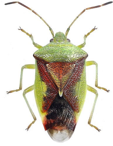 Elasmostethus minor © Göran Liljeberg