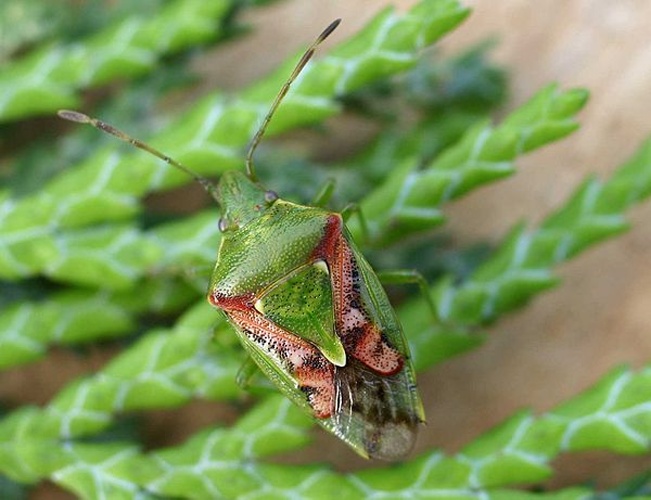 Cyphostethus tristriatus &copy; 