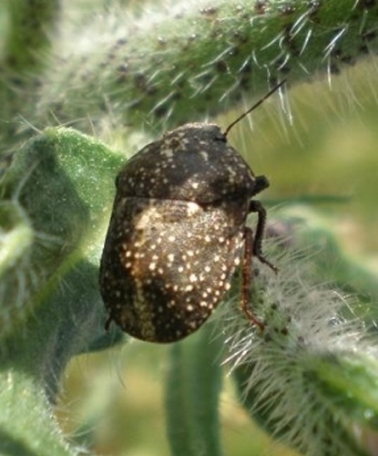 Psacasta exanthematica © <a href="//commons.wikimedia.org/wiki/User:Hinox" title="User:Hinox">Joan Carles Hinojosa Galisteo</a>