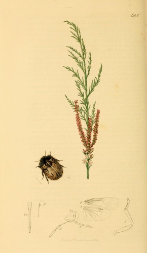 Odontoscelis fuliginosa © <bdi><a href="https://en.wikipedia.org/wiki/en:John_Curtis_(entomologist)" class="extiw" title="w:en:John Curtis (entomologist)">John Curtis</a>
</bdi>