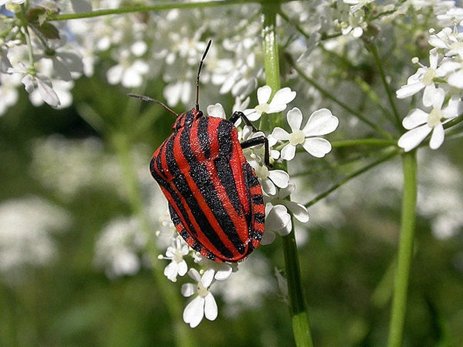 Graphosoma lineatum © <a href="//commons.wikimedia.org/wiki/User:Dysmachus" title="User:Dysmachus">Fritz Geller-Grimm</a>