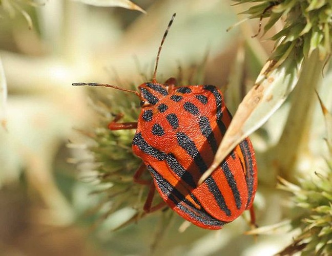 Graphosoma semipunctatum © 