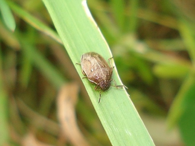 Neottiglossa pusilla © <a href="//commons.wikimedia.org/wiki/User:Sanja565658" title="User:Sanja565658">Sanja565658</a>