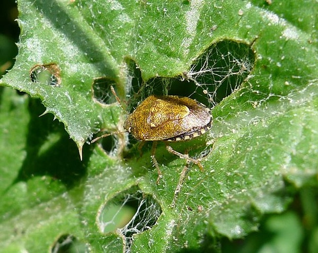 Staria lunata © <a rel="nofollow" class="external text" href="https://www.flickr.com/people/43272765@N04">gailhampshire</a> from Cradley, Malvern, U.K