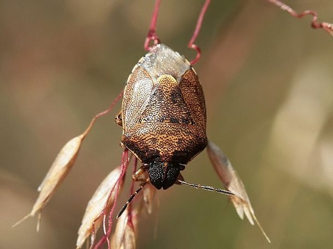 Rubiconia intermedia © <a href="//commons.wikimedia.org/w/index.php?title=User:Kleine_Halle&amp;action=edit&amp;redlink=1" class="new" title="User:Kleine Halle (page does not exist)">Kleine Halle</a>