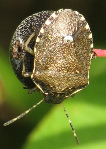 Holcostethus sphacelatus © <a href="//commons.wikimedia.org/wiki/User:Robert_Flogaus-Faust" title="User:Robert Flogaus-Faust">Robert Flogaus-Faust</a>