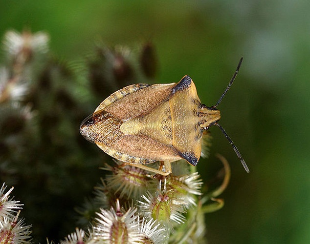 Carpocoris fuscispinus © <a href="//commons.wikimedia.org/wiki/User:Quartl" title="User:Quartl">Quartl</a>