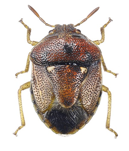 Stagonomus bipunctatus © Göran Liljeberg